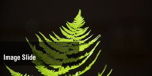 Fern