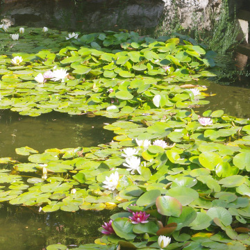 White Water Lillies