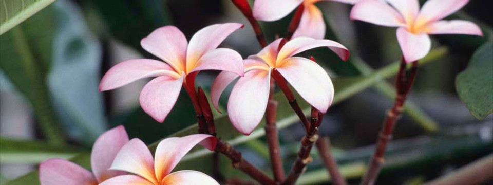 Frangipani Flowers : jQuery Sliding Banner