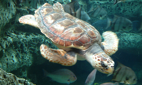 Sea turtle