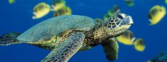 green_sea_turtle